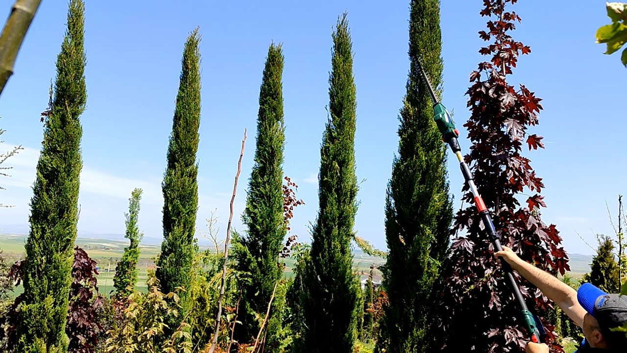 Обрезка итальянского кипариса | Как обрезать кипарис | Обрезка итальянских кипарисов