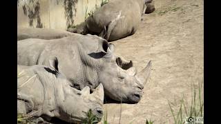Ein Besuch im Zoo Dortmund / Visit Zoo
