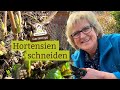 Sorte beachten beim Hortensien schneiden - Wann und wie zuschneiden?