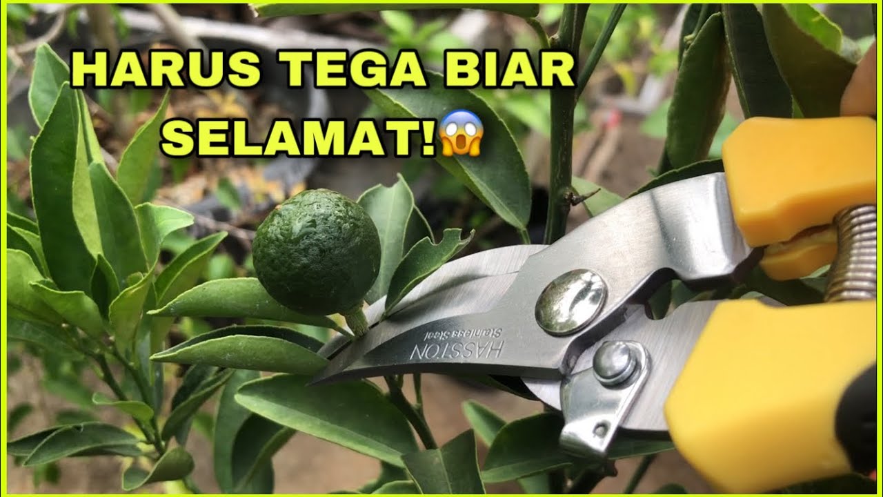 Cara Pemangkasan/Pruning Jeruk Santang Madu Dalam Pot