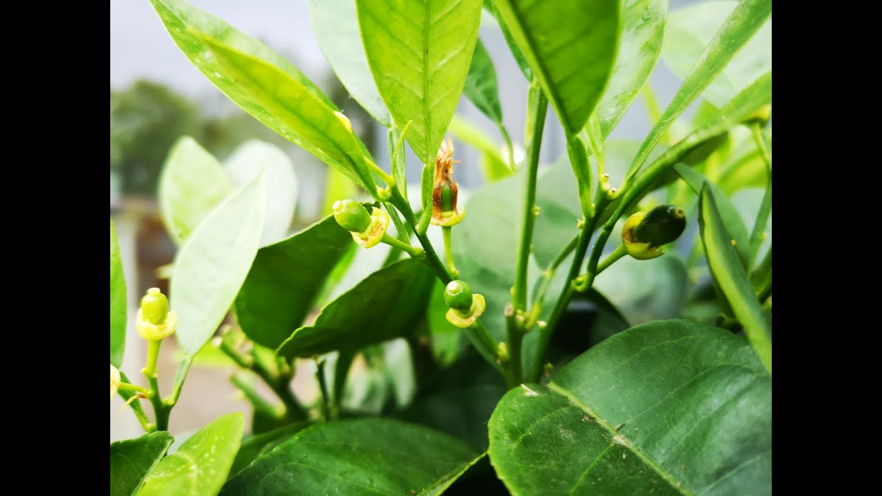 12.5.2025: Zitruspflanzen Vorstellung - erste Fruchtansätze