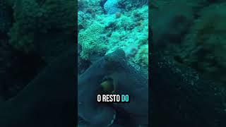 VOCÊ SABIA QUE OS POLVOS TEM 3 CORAÇÕES??????#curiosidades #animais #fatoscuriosos #biologia #shorts