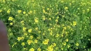 XXL XXL XXL XXL FREESTYLE 2026XXL 2025| Xxwd5000xa | XXL XXL XXXXL FREESTYLES