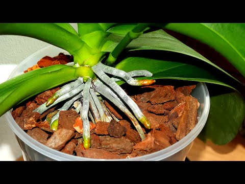 Videó: A cymbidium orchideák bent fognak nőni?