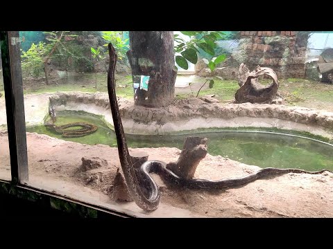 Big Snake Climb The Wall || Very surprising , at Zoo
