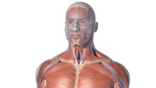 Zygote 3D Polygon Anatomy Models - For Animators & Illustrators