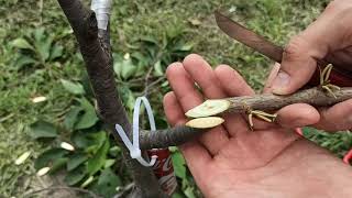 grafting of cherries continued