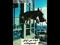 اجي شوفو هاد الكلب ههههههه        