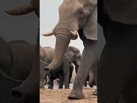 A Bull Elephant Walks Quickly To The Water Africa Safari Elephants Adventure Nature Wil 