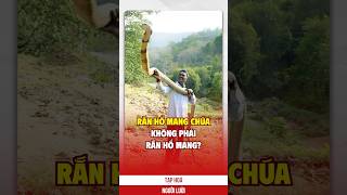 Rắn Hổ Mang Chúa, Không Phải Rắn Hổ Mang