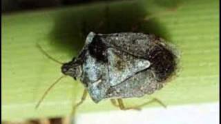 Do Stink Bugs Smell?