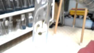 雪割草メリクロン　蘭峰ラボ　石崎バイオ