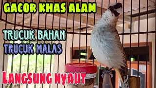 Download Lagu Trucukan gacor isian khas alam untuk pancingan bunyi trucukan bahan macet bunyi MP3