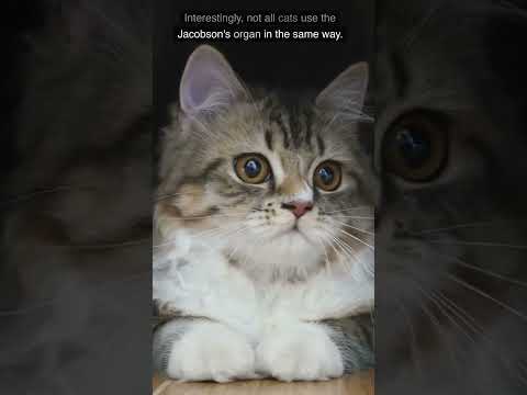 Video: La risposta di Flehmen nei gatti domestici