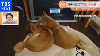 双子の犬のストーブ前の仁義なき戦い【Nスタ】