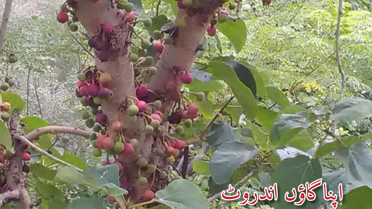 Kashmir fruit Garden Kashmiri fruit YouTube