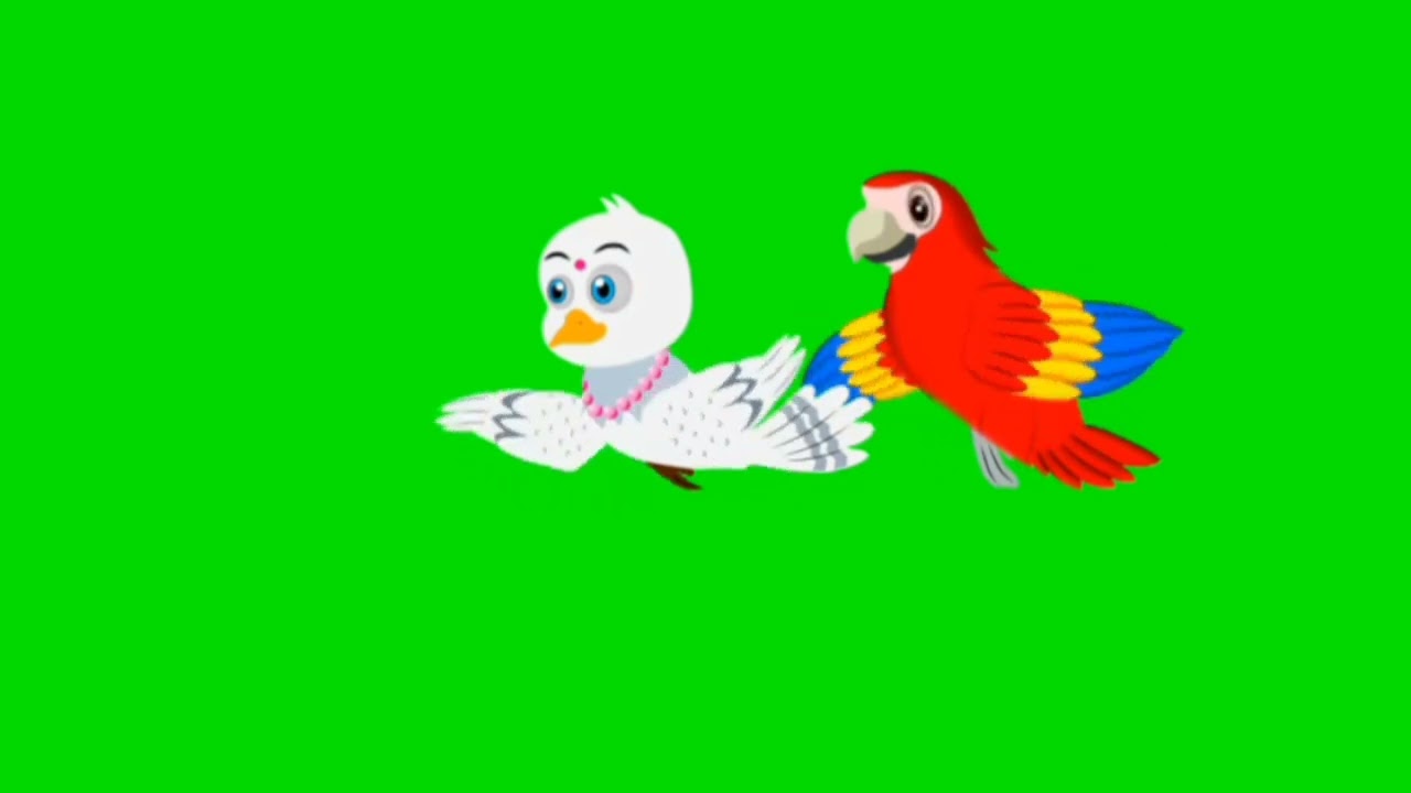 Birds flying Green screen Video 