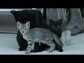 【野良猫親子】竹林からやってきた野良猫親子たち。物置での新生活が始まる！　Cat family