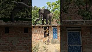 भूकम्प बहोत तेज है पूरा घर हिल रहा है 😱🦣🤣 #mastibaazpankaj #funny #reaction #shorts #elephant #fun