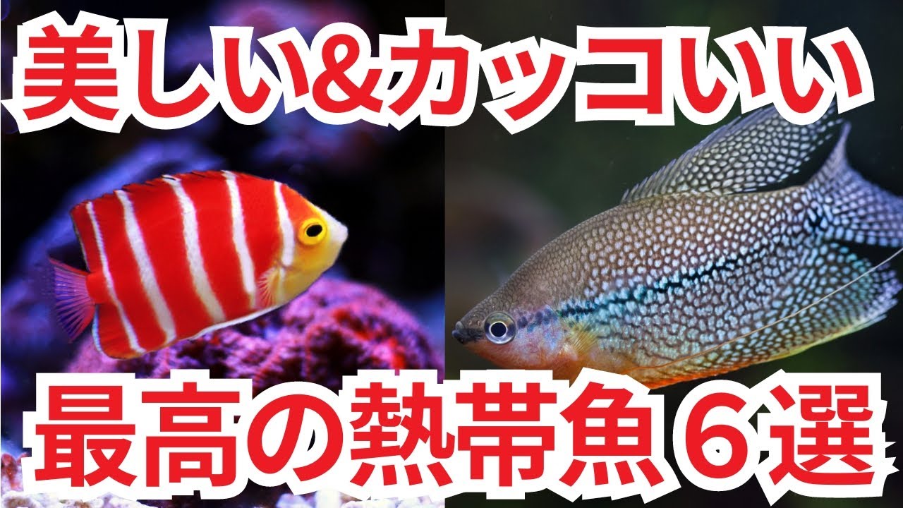 多くの思い出が詰まった熱帯魚についてひたすら熱く語ります - YouTube