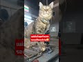 รอแม่ #มันนี่แมวป่วนเมือง #ทาสแมว #funny #pet #cute #animals #ร่มโพธิ์ #cutecat #pets #petlover