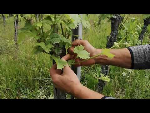 Video: Grozdje: obrezovanje poleti in spomladi