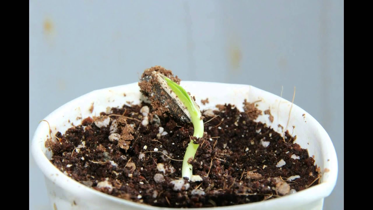 해바라기 발아 Sunflower Germination ひまわり発芽 Youtube 해바라기 발아 Sunflower Germination ひまわり発芽 Youtube