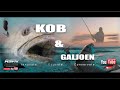Targeting KOB AND GALJOEN | Our fish | ASFN Rock & Surf