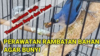 Perawatan burung rambatan paruh merah cepat gacor || Perawatan rambatan bahan agar cepat bunyi