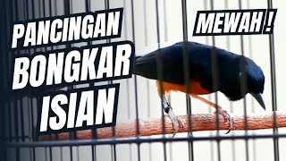 Murai Batu Gacor  Isian Tembakan Mewah Sangat Ampuh Melatih Murai Batu Bongkar Isian