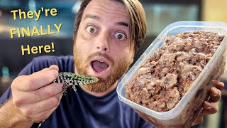 DIY Baby Tegu Food for the First Hatchlings of the Season!