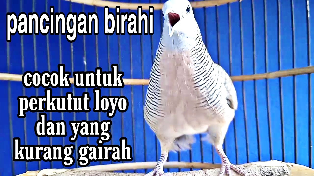 Pancingan khusus menaikan birahi cocok buat pancingan perkutut loyo kurang gairah dan malas bunyi