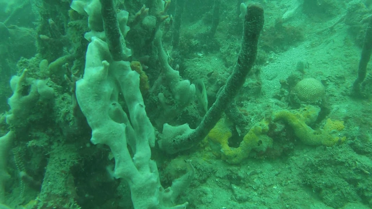 Hypoplectrus liberte