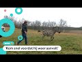 Man wordt aangevallen door een zebra