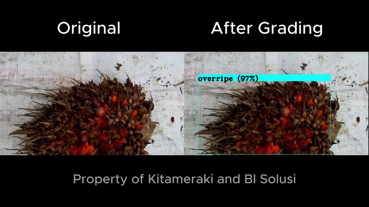 FFB Grading using computer vision  - Overripe
