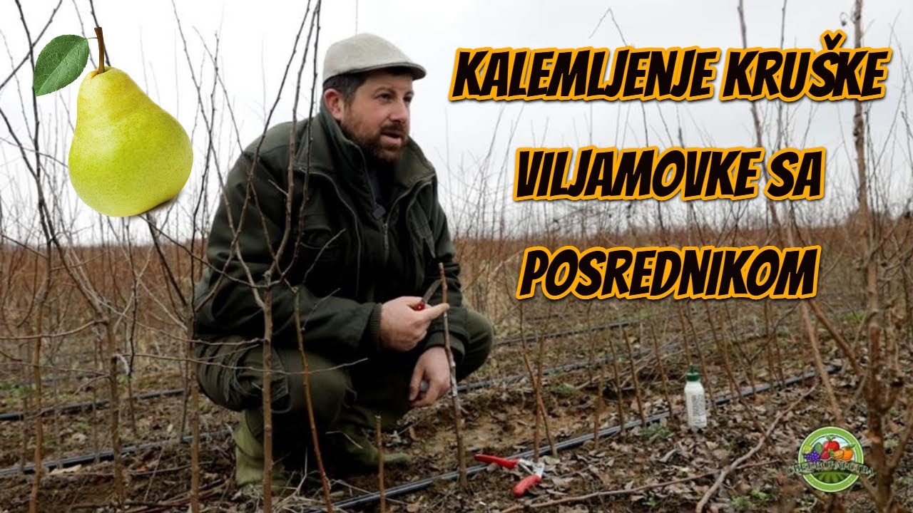 Kako se KALEMI KRUŠKA - iskusni rasadničar pokazuje + kalemljenje sa posrednikom | Svet voćarstva