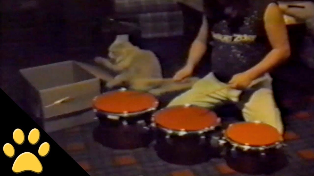 Drum Cat Solo! YouTube