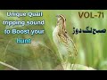 Quail Hunting Sound Why You Need To Download This Quail Batair Quail Hunting Sound Why You Need To Download This Quail Batair