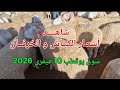 أسعار الكباش و الخرفان من سوق بوقطب 10 فيفري 2026