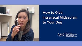 How to Give Intranasal Midazolam to a Dog During a Seizure