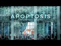Official髭男dism - アポトーシス (Apoptosis) (Romaji/Engsub/Vietsub) [Re-trans]