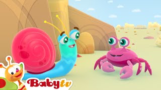 mr snail at the beach sea crab and summer fun cartoons for kids babytv