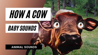 How A Cow Baby Sounds - The Animal Sounds How Cow Moo Sound Effect Animation