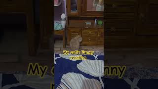 #youtubeshorts #cat #love #funny #trending #persian #playfulcats #viral #pets