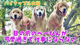 Pe-san and Pin-chan are so cute I can't get any work done - YouTube