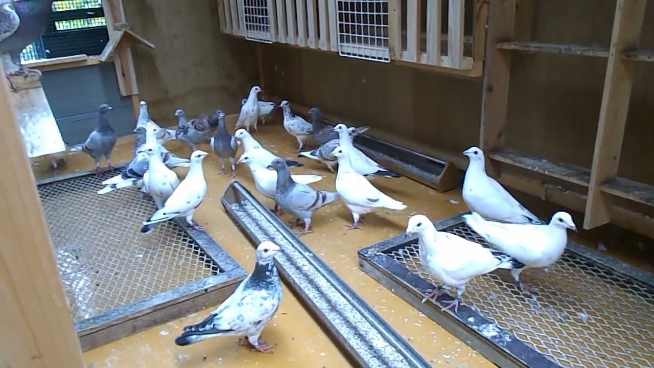 2022-06-14 白鳩、鳩舎