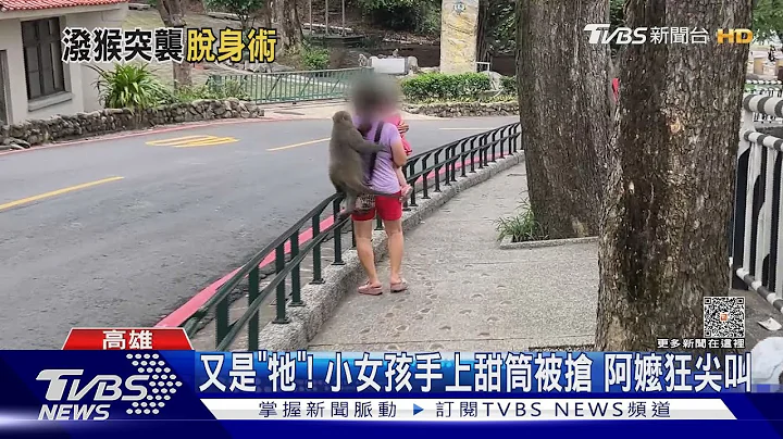 潑猴!搶女童甜筒.蹬遊客頭上搶水瓶 登柴山必學「這幾招」@TVBSNEWS01 - 天天要聞