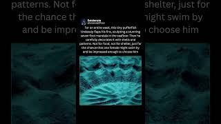 This Fish Turns the Ocean Floor Into a Work of Art