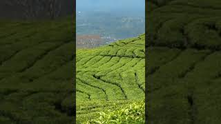 Download Lagu Wisata Kebun Teh Pagar Alam MP3