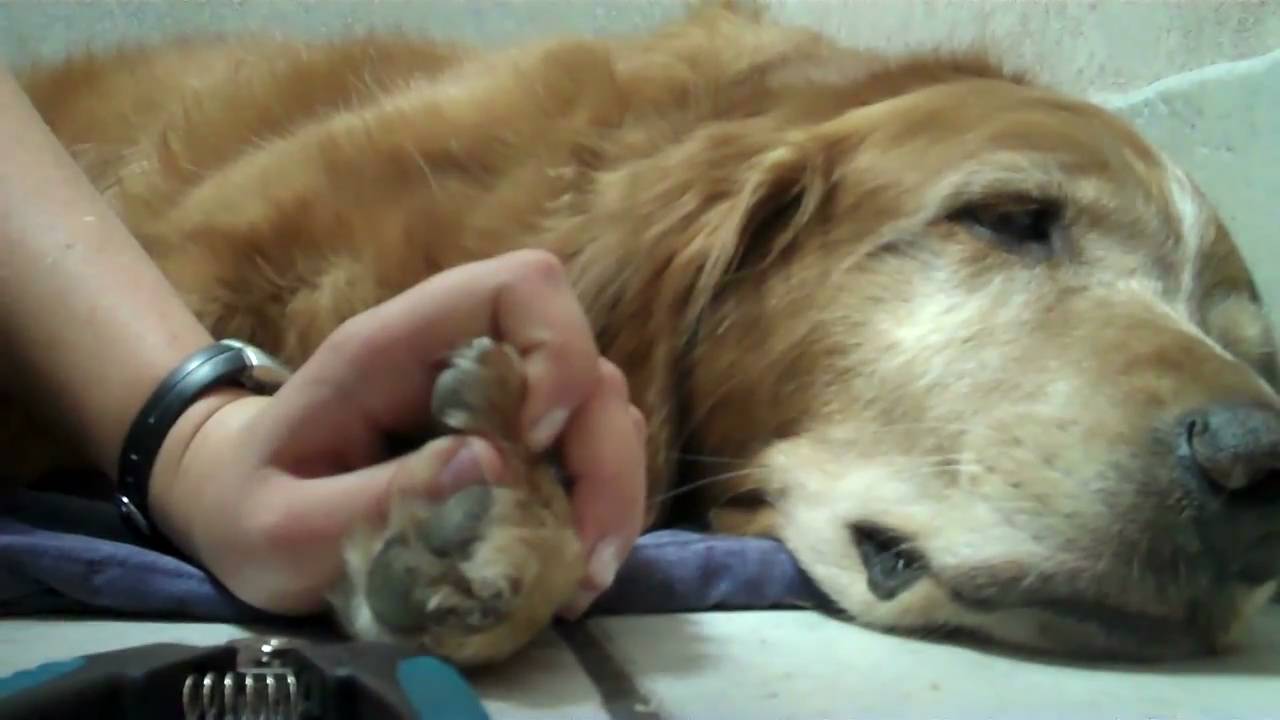 The Cutting Edge Trimming Your Dog's Nails YouTube